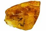 Fossil Wasp (Hymenoptera) In Baltic Amber #109502-2